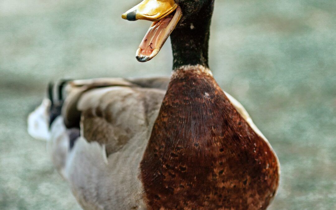 “All Chiropractors Are Quacks?” 
